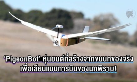 ‘PigeonBot’ หุ่นยนต์ที่สร้างจากขนนกของจริง เพื่อเลียนแบบการบินของนกพิราบ!